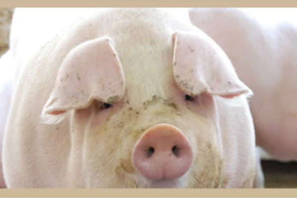 有限会社マルミファーム