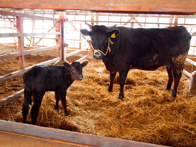 株式会社福島農場