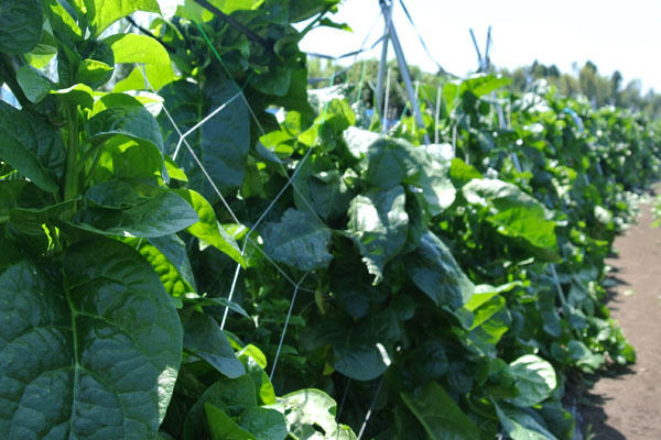 障害者就労センター みなよし