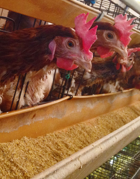 なかの食鶏 淡路店