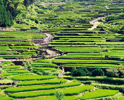 株式会社丸八製菓