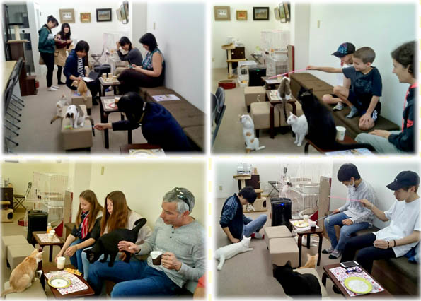 京都 猫カフェギャラリー Cat's EYE