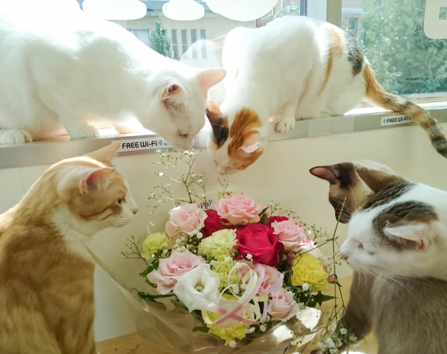 京都 猫カフェギャラリー Cat's EYE