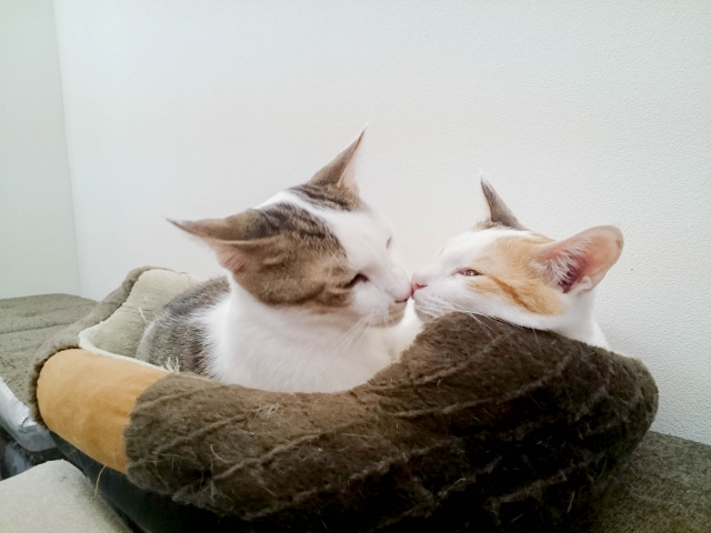 京都 猫カフェギャラリー Cat's EYE