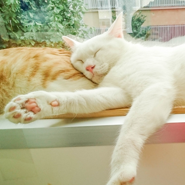 京都 猫カフェギャラリー Cat's EYE