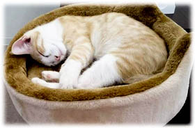 京都 猫カフェギャラリー Cat's EYE