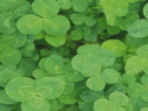 よつば整形外科