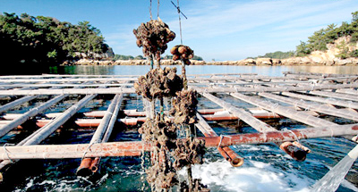 有限会社マルモ水産