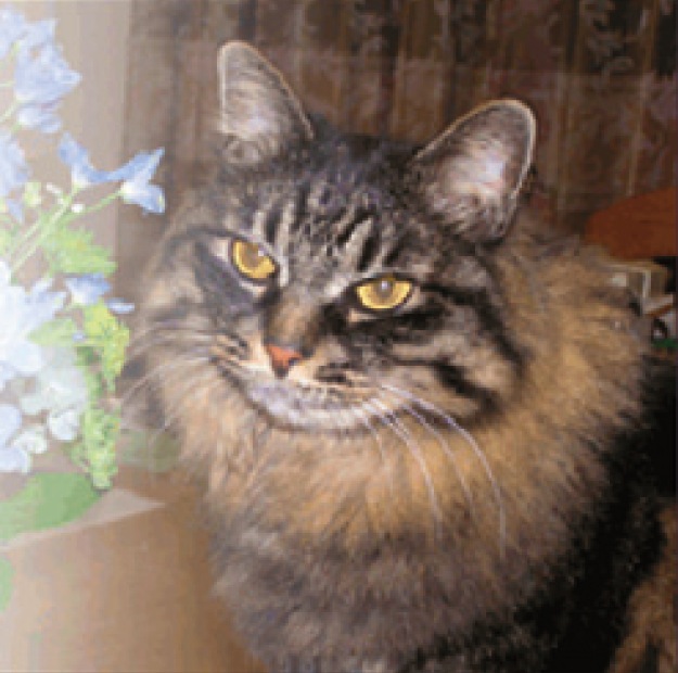 クリニック西川