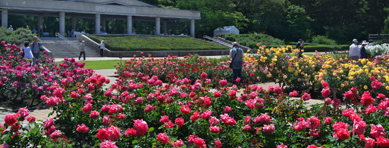 【調布駅】世界バラ会連合優秀庭園賞受賞！約400品種・5,200株のバラ(薔薇)が咲き乱れる春のバラフェスタ開催中！小学生以下、都内在住・在学の中学生は入場無料！(神代植物公園)