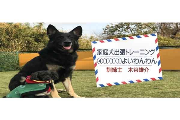 家庭犬 出張トレーニング よいわん!わん!