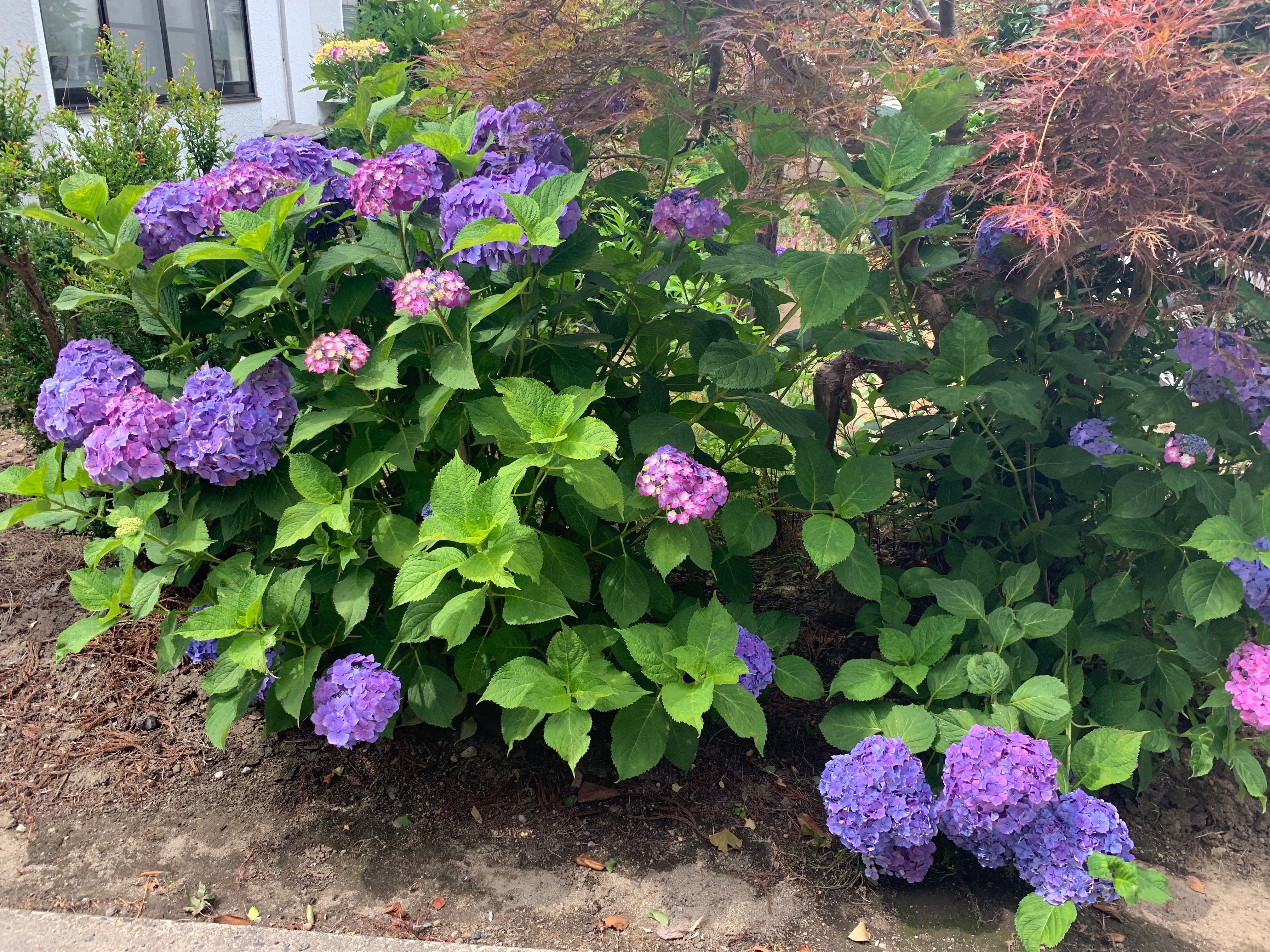 曹洞禅宗 金川寺