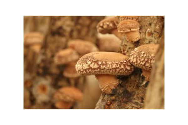 JA北蒲みなみ本店