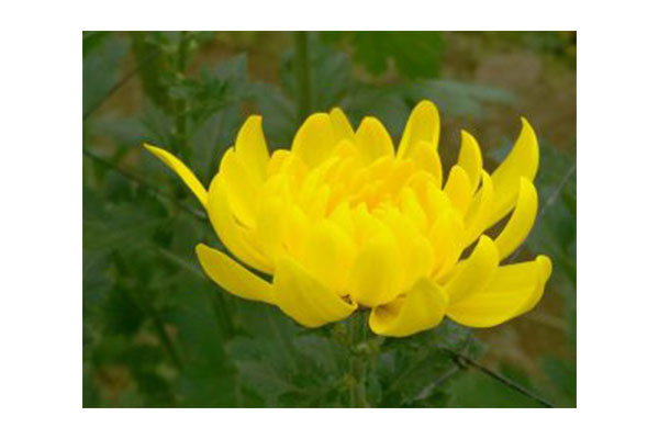 JA北蒲みなみ本店