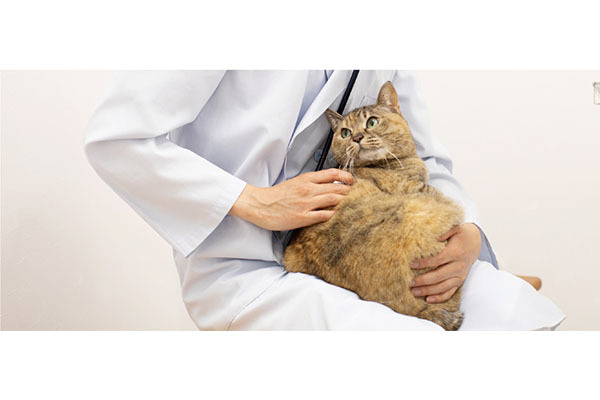 東さばえ動物病院