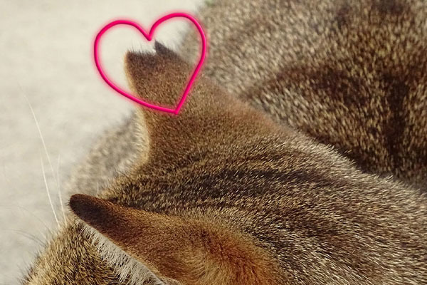 ねことわたしスペイクリニックKOBE