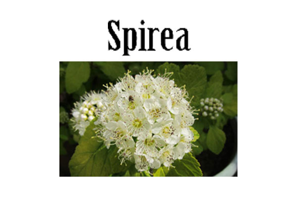 株式会社サカエヤ学生堂 八千代本館