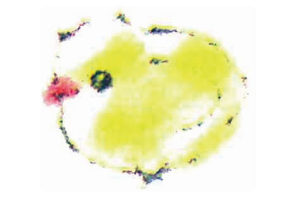 ピュア介護サービス