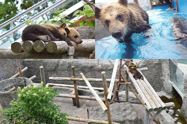 のぼりべつクマ牧場