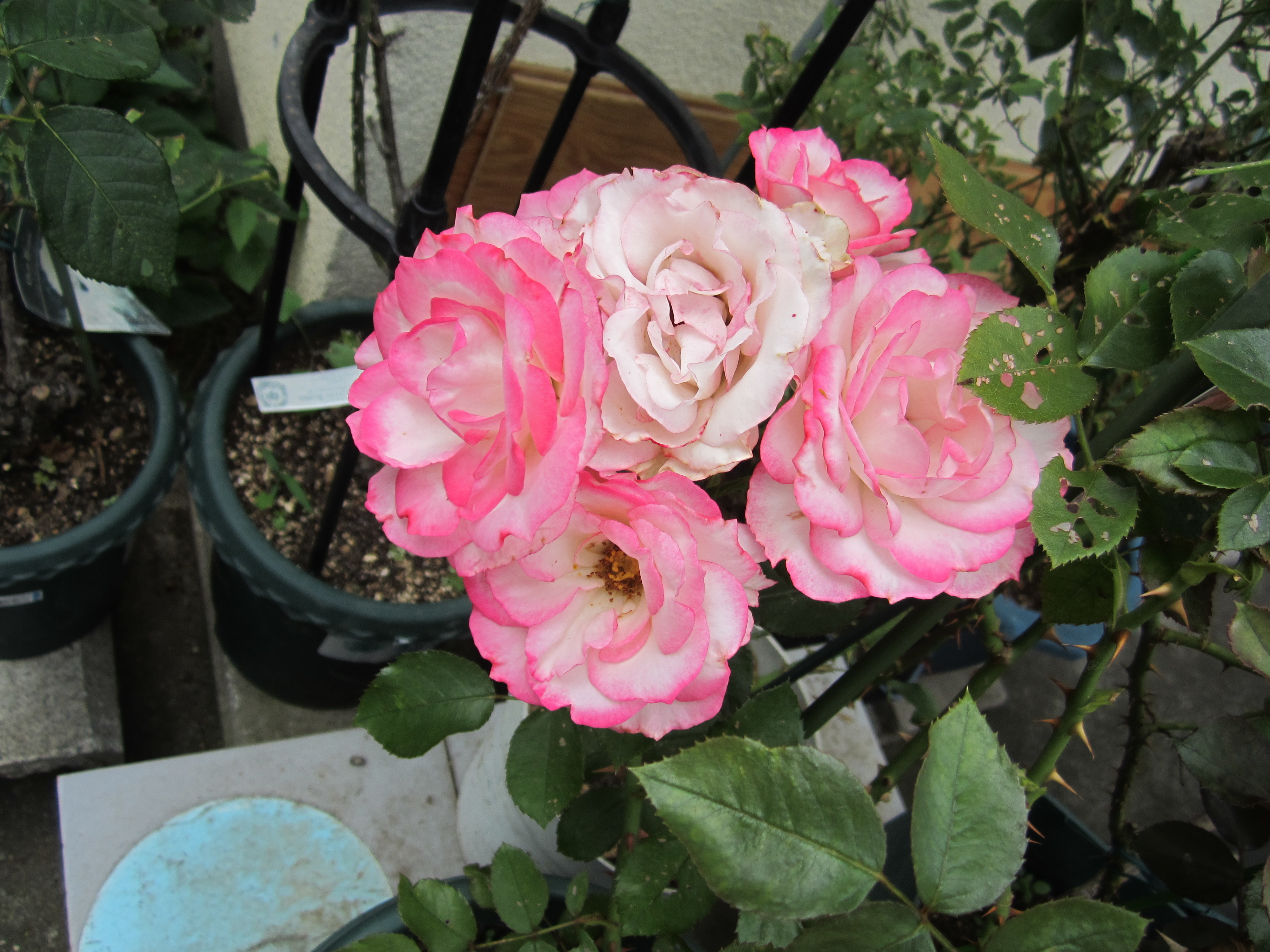 竹部商店 トップリフォーム