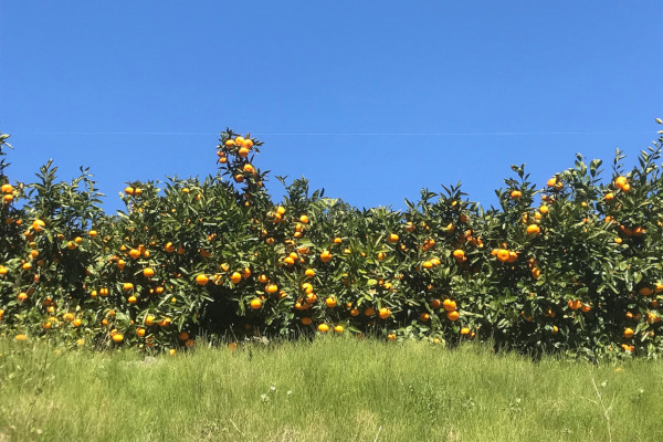 みかんの荒木農園