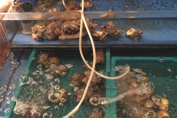 海鮮居酒屋 波平