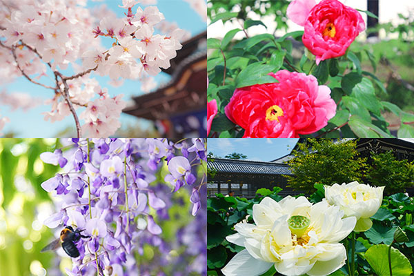 真宗高田派本山 専修寺