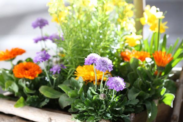 有限会社風のみどり塾 農場