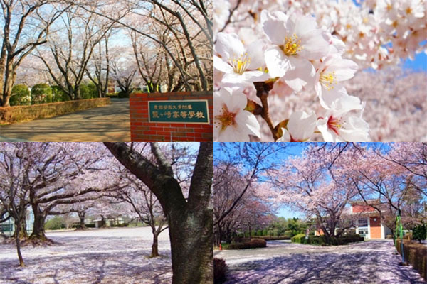 学校法人 愛国学園大学附属龍ケ崎高等学校