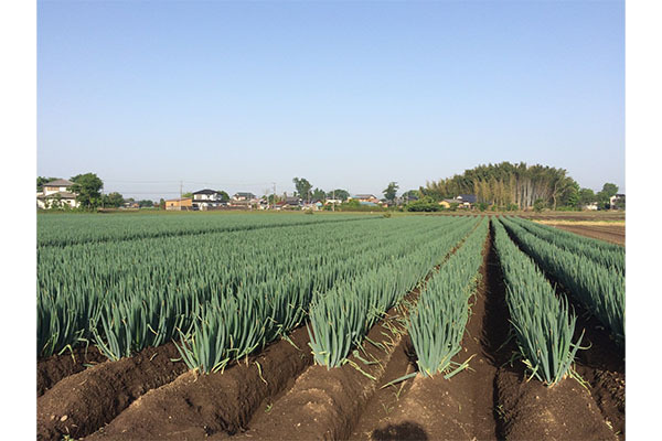 有限会社菅井ファーム