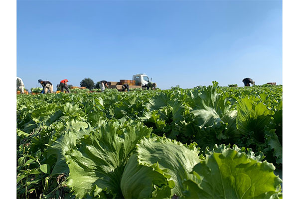 有限会社菅井ファーム