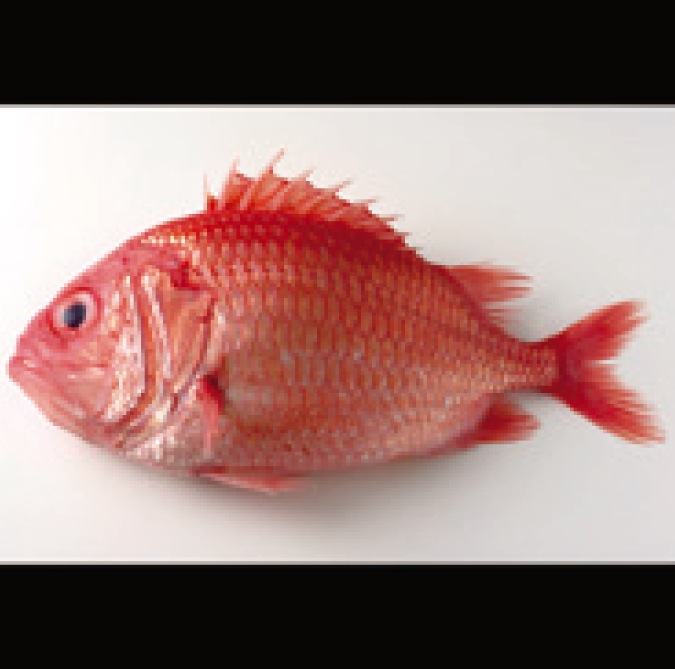 魚河岸三代目　千秋