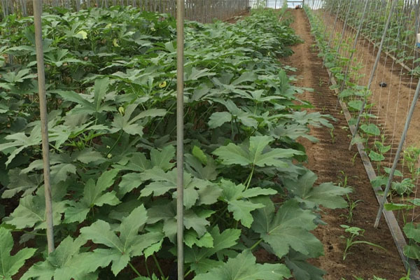 障がい者就労支援センター コンパス