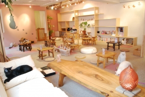 cat cafe Cateriam
