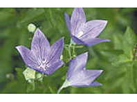 カケヒ内科小児科