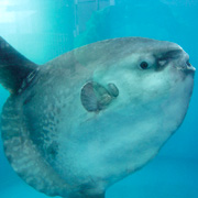 越前松島水族館