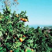 収穫体験農園 ふたつぼり