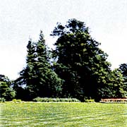 あおば脳神経外科