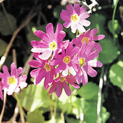 エヌ・コンタクトレンズ