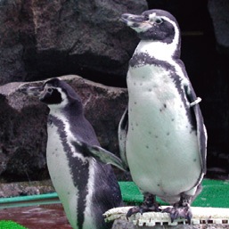 マリンピア松島水族館