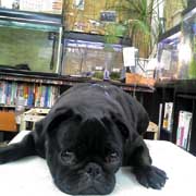 ﾀﾞｰｳｨﾝ学習塾