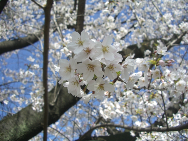 セカンドライフ さくら