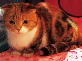 猫カフェ ねこのて