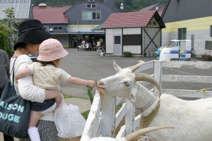 酪農王国 オラッチェ