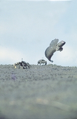 芦刈海岸ムツゴロウ保護区
