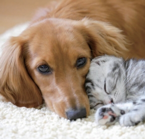 たかみや通り動物クリニック