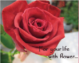 有限会社グリーンショップ八木