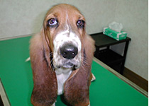 21世紀動物病院