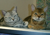 21世紀動物病院