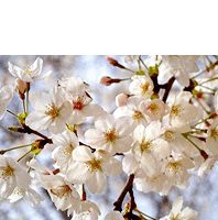 さくら介護センター